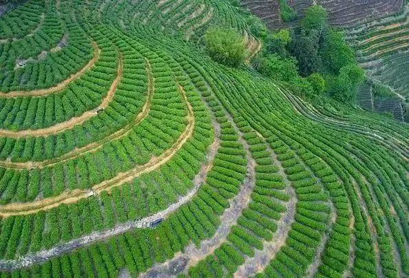 年韵富硒银针茶