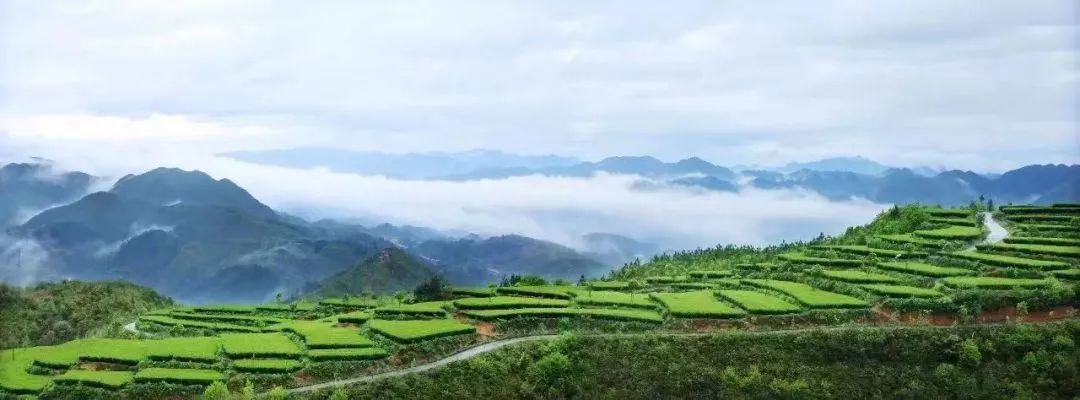 年韵富硒银针茶