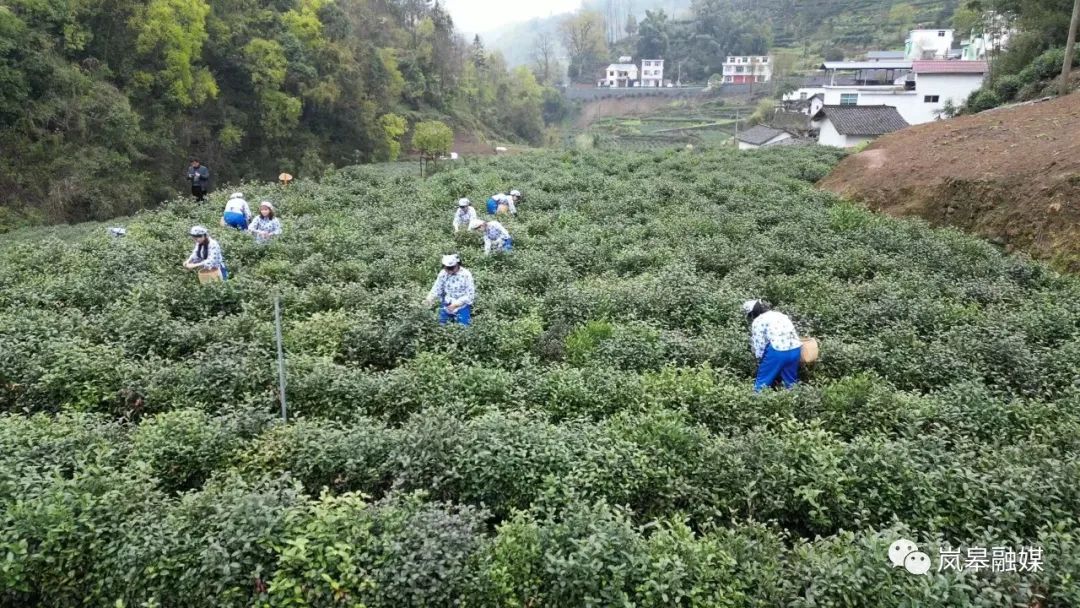 年韵富硒银针茶