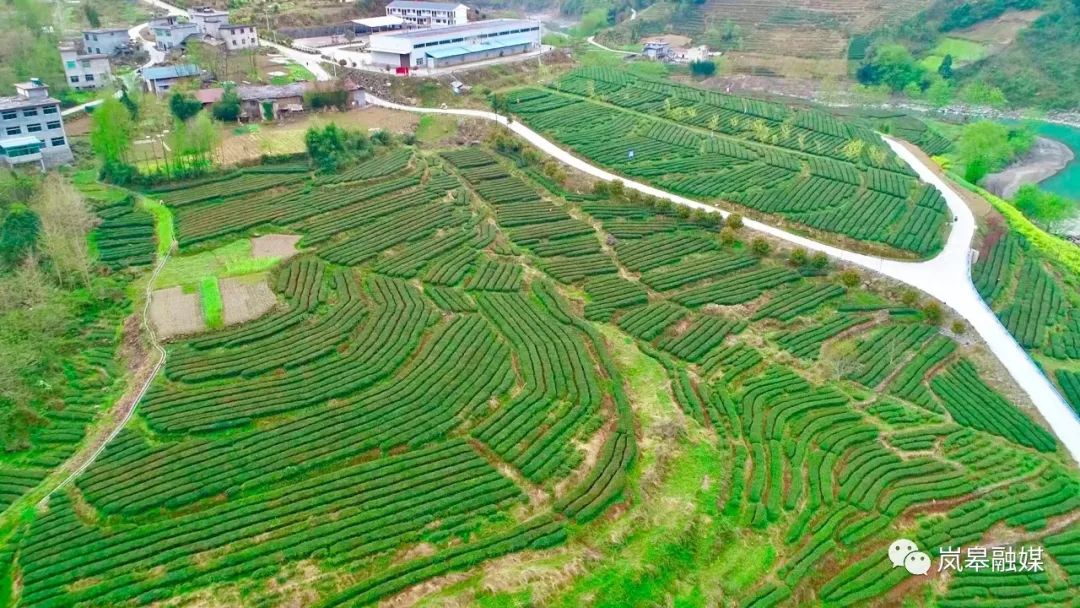 年韵富硒银针茶