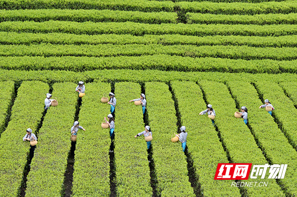 以茶会友富硒茶