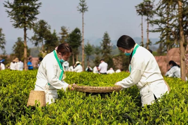 以茶会友富硒茶