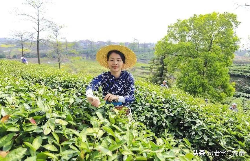 汕头富硒生茶饼