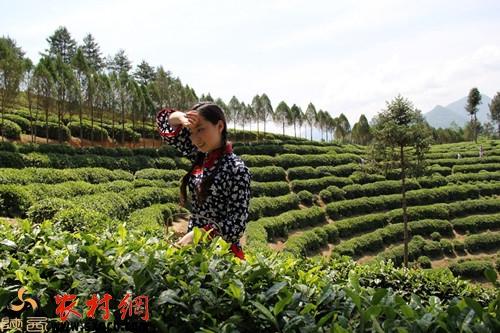 镇巴楮河富硒茶