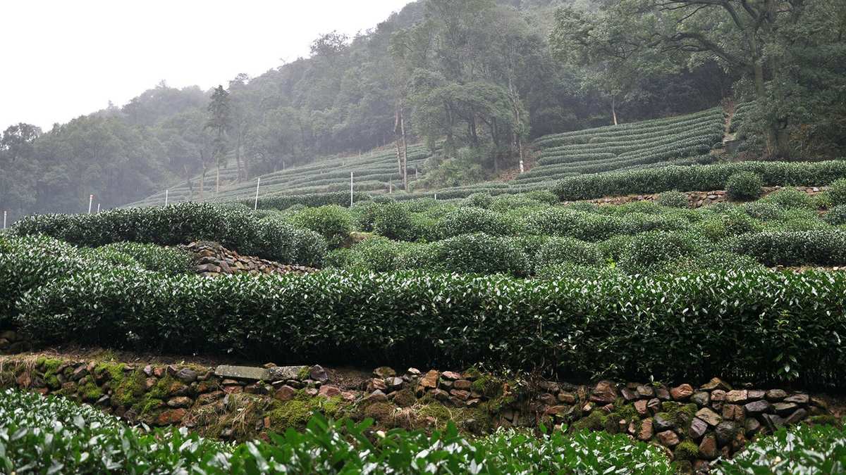 开阳富硒茶贡茗