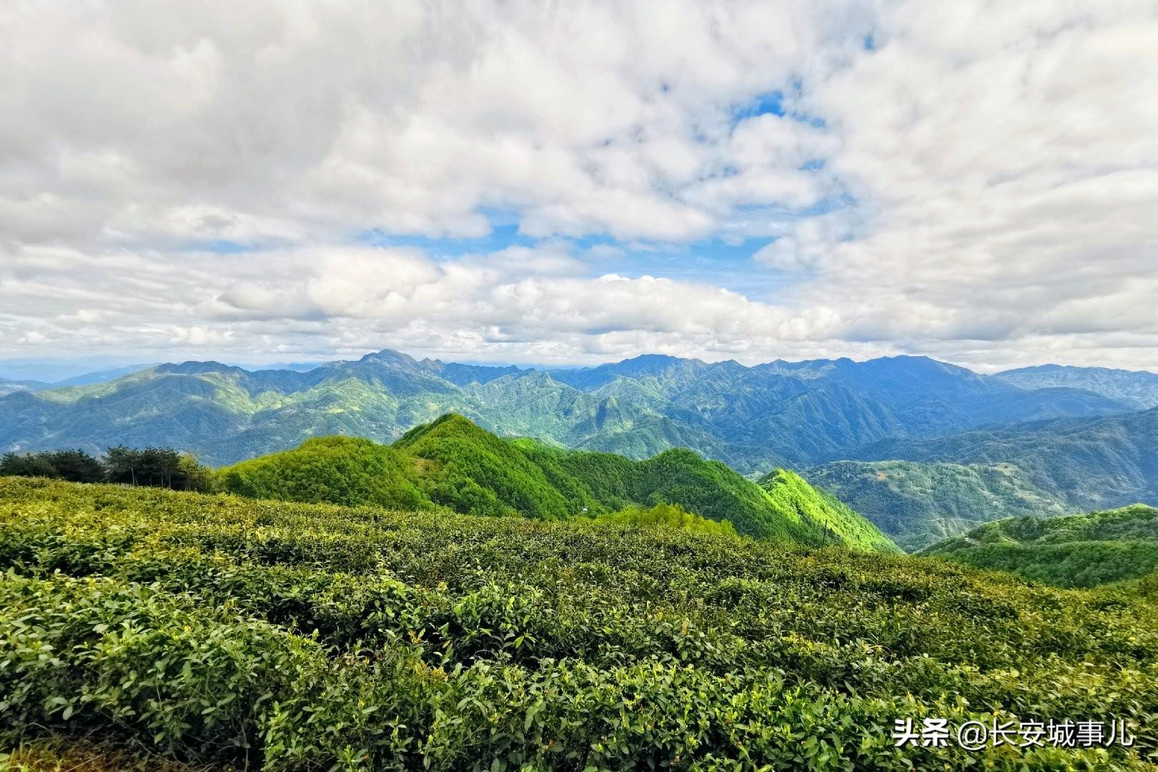 镇巴楮河富硒茶