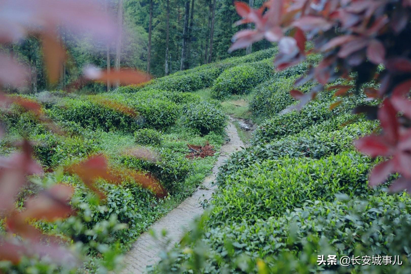 镇巴楮河富硒茶