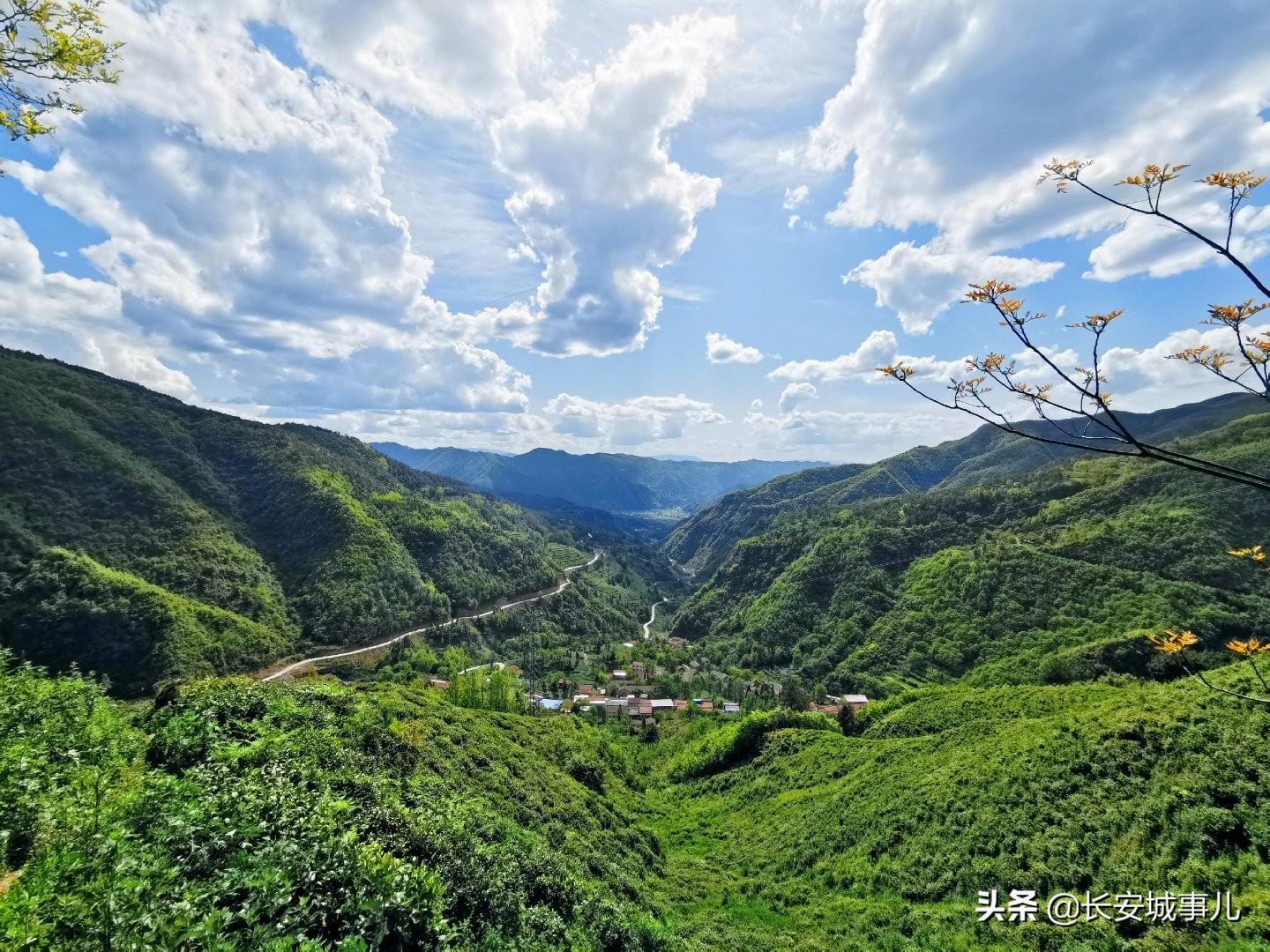 镇巴楮河富硒茶