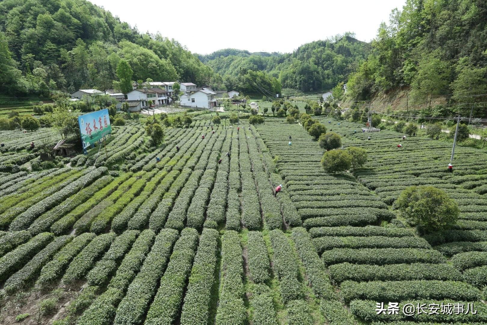 镇巴楮河富硒茶