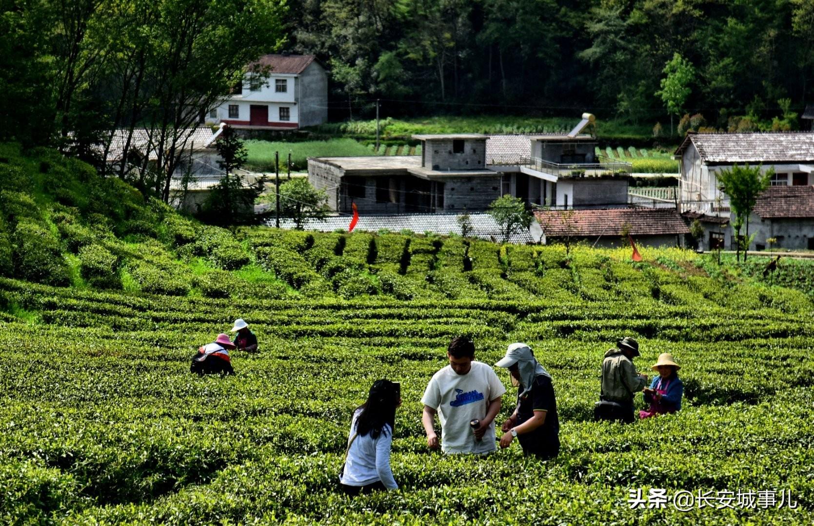 镇巴楮河富硒茶