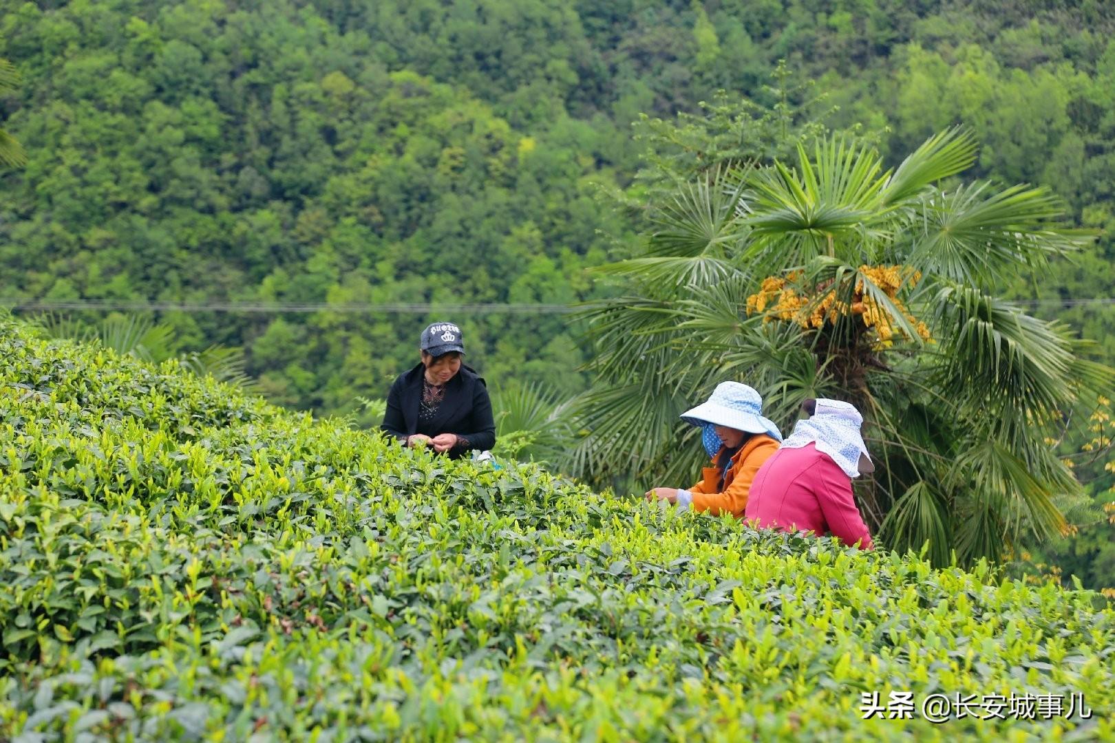 镇巴楮河富硒茶