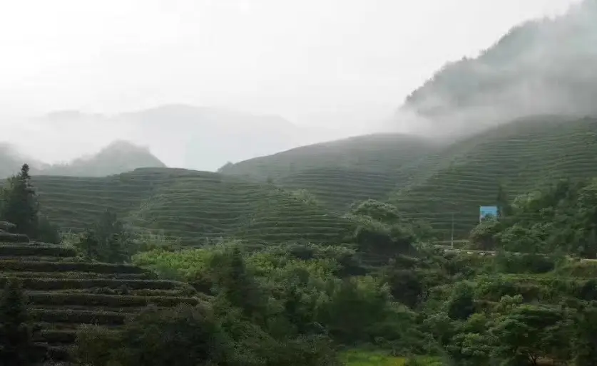 富硒藤茶降血压