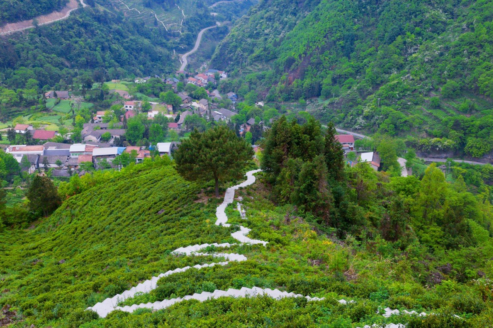 镇巴楮河富硒茶