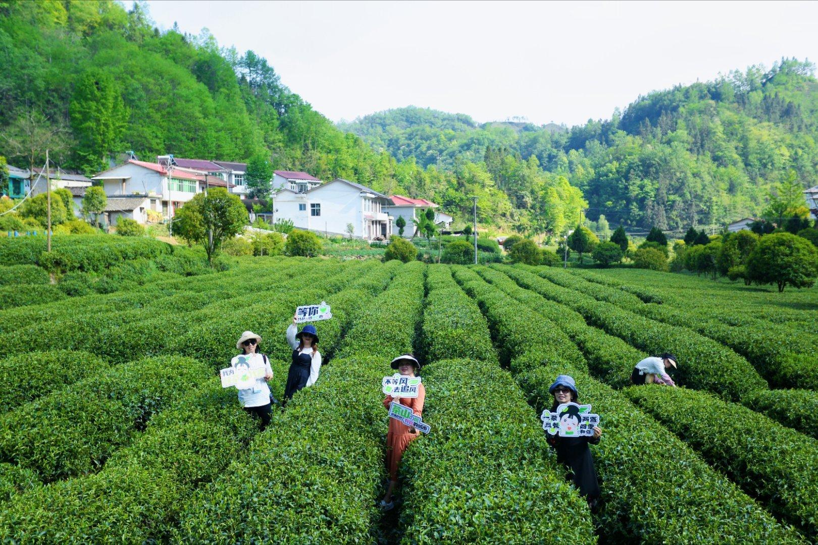 镇巴楮河富硒茶