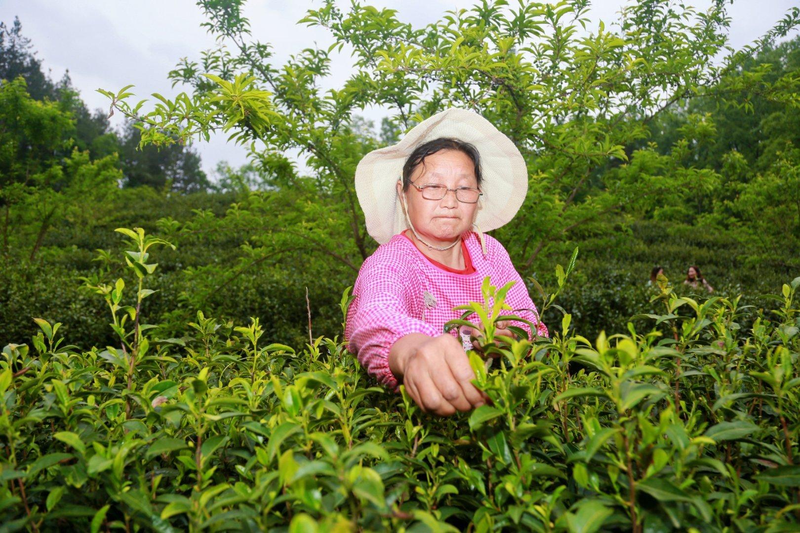 镇巴楮河富硒茶