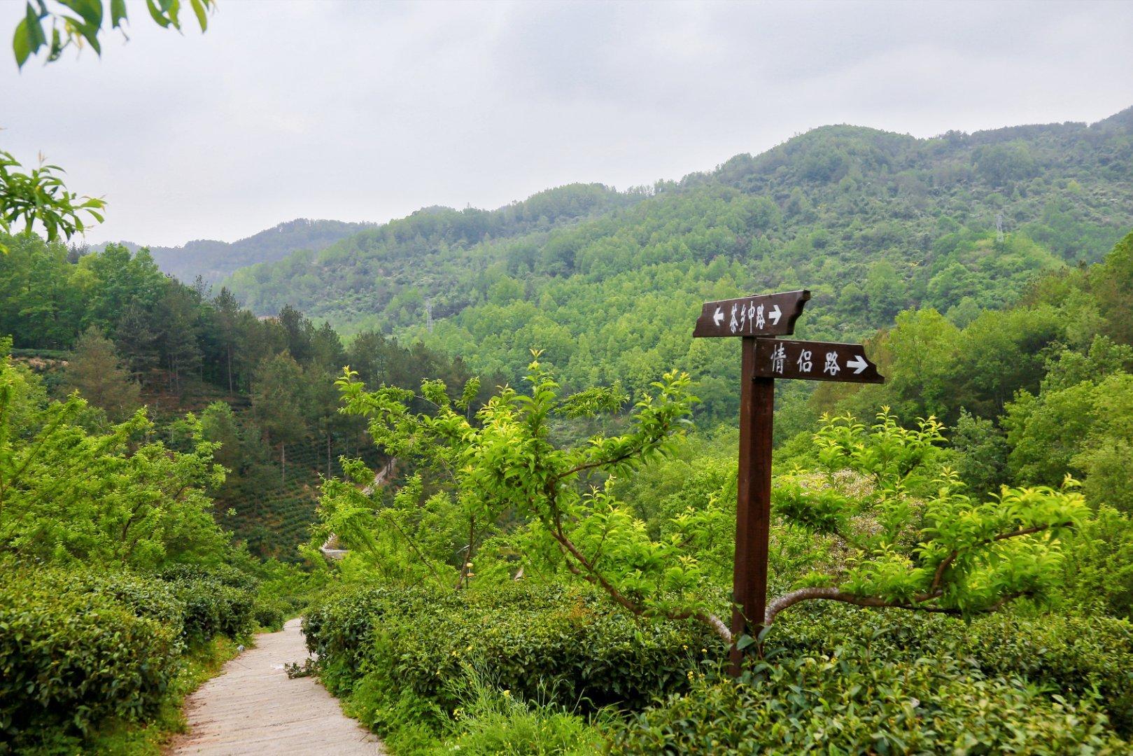 镇巴楮河富硒茶