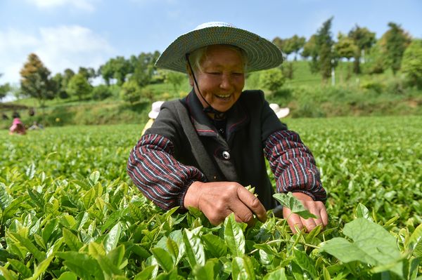 开阳高寨富硒茶