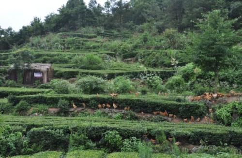 蒿坪太平富硒茶