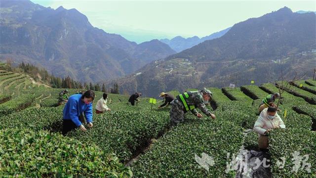 九株茶叶富硒茶