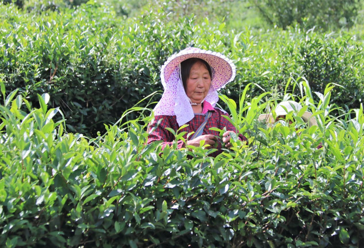 紫阳县出富硒茶