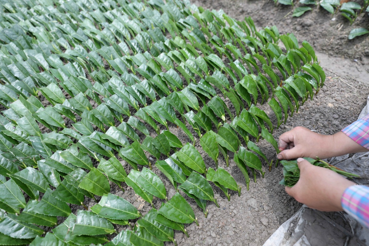 九株茶叶富硒茶