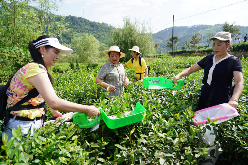 紫阳县出富硒茶