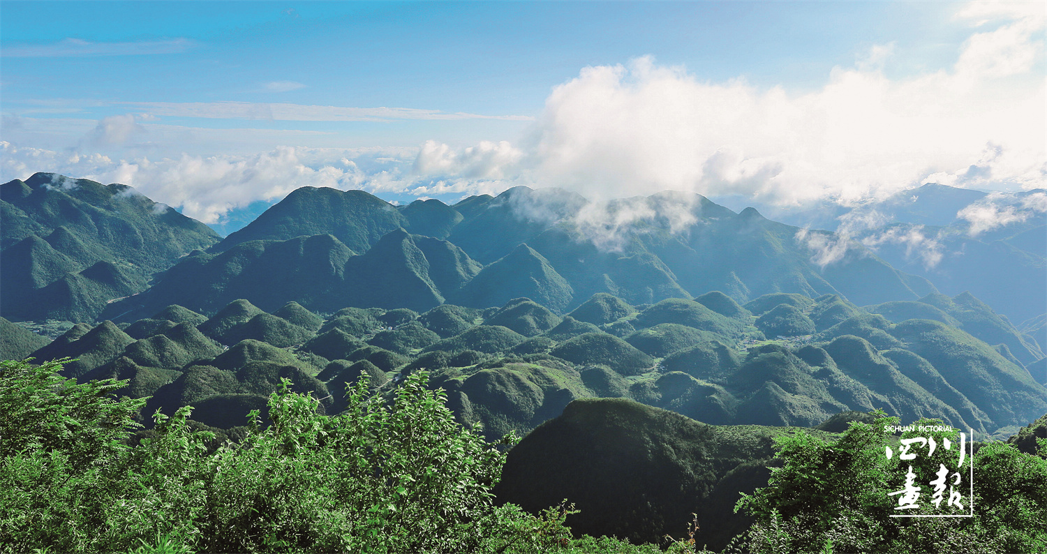 大巴山富硒茶区