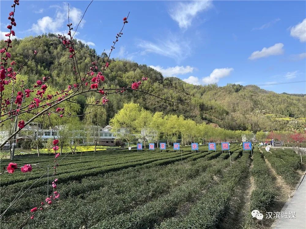 富硒茶竞争力强