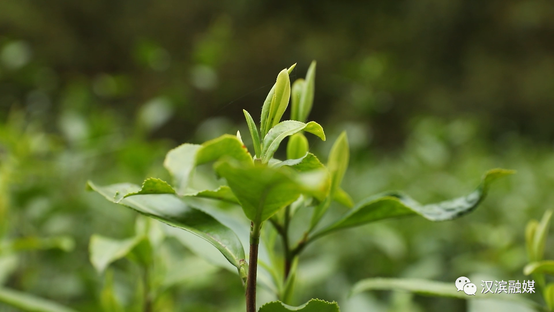 富硒茶竞争力强