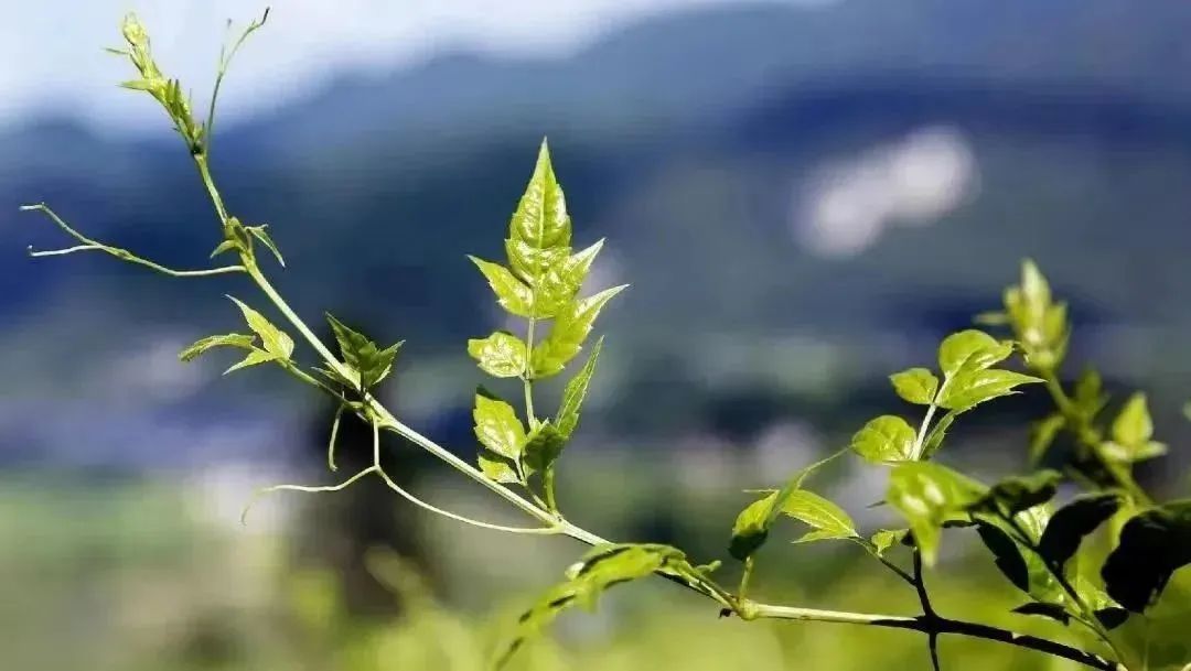 藤益生富硒藤茶