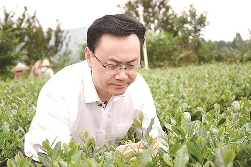 富硒莓茶的饮法