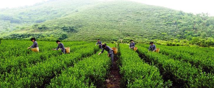 十大富硒茶排名