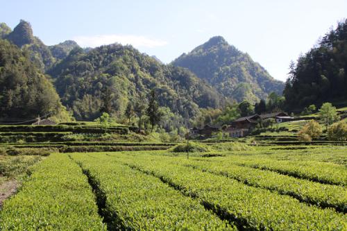 十大富硒茶排名