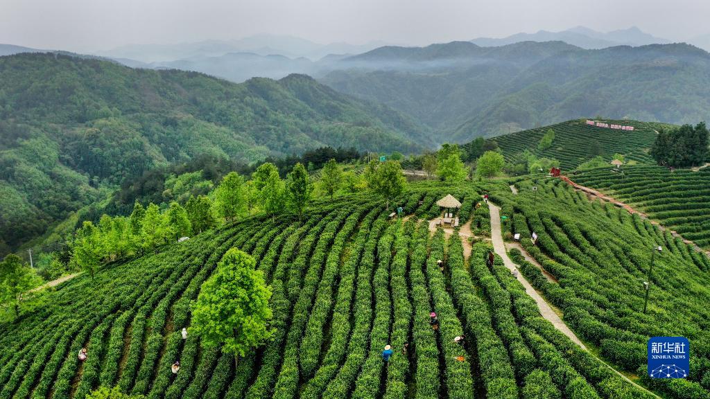 平利县富硒堂茶