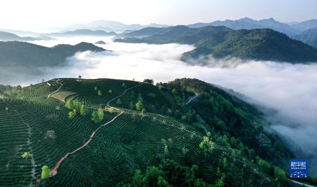 平利县富硒堂茶