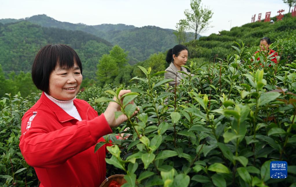 平利县富硒堂茶