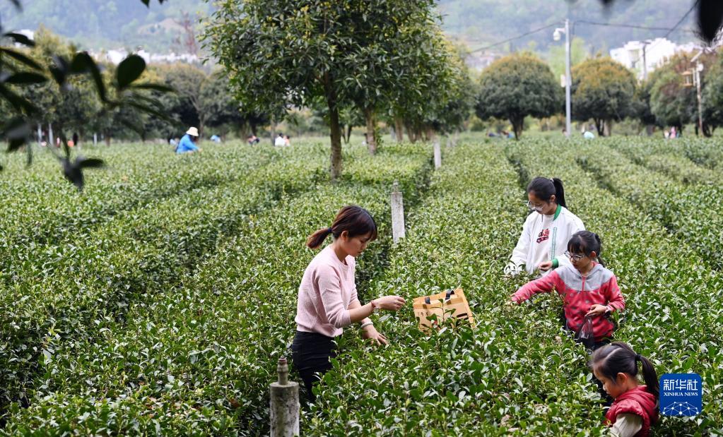 平利县富硒堂茶