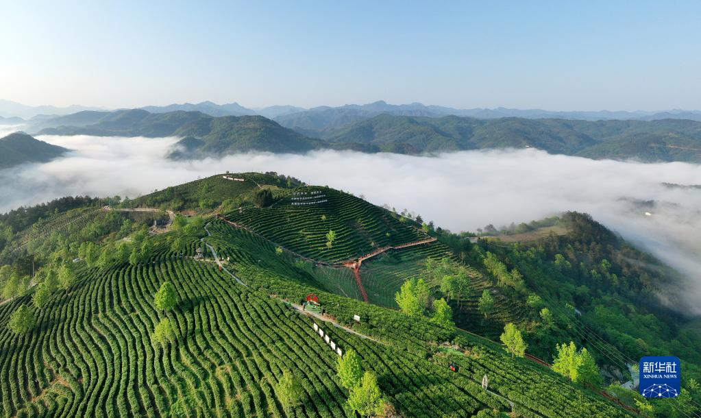 平利县富硒堂茶