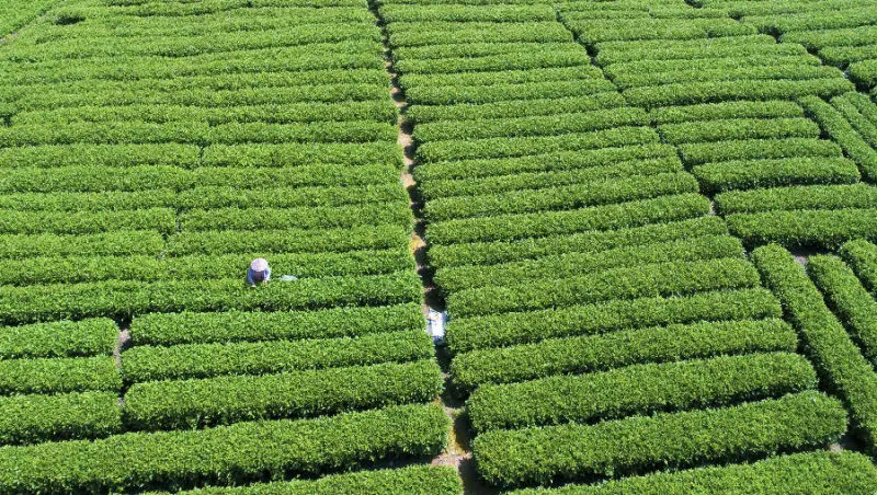 台湾富硒八仙茶