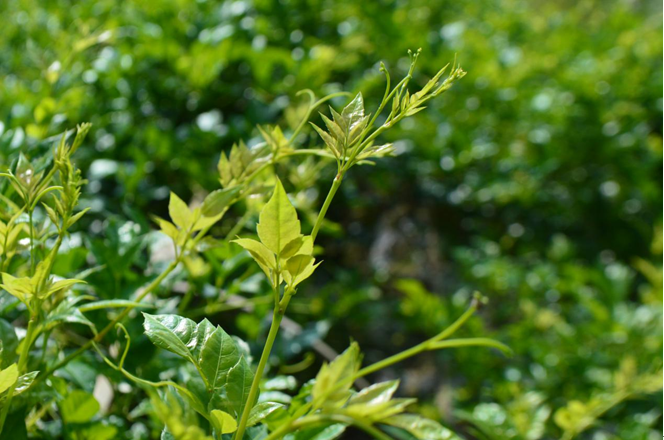 富硒藤茶的泡法