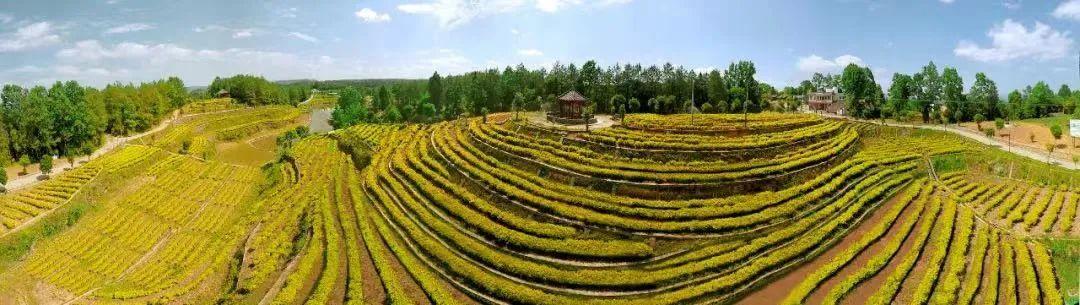 四川富硒茶分布