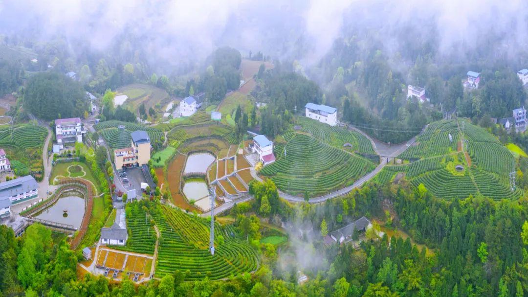 四川富硒茶分布