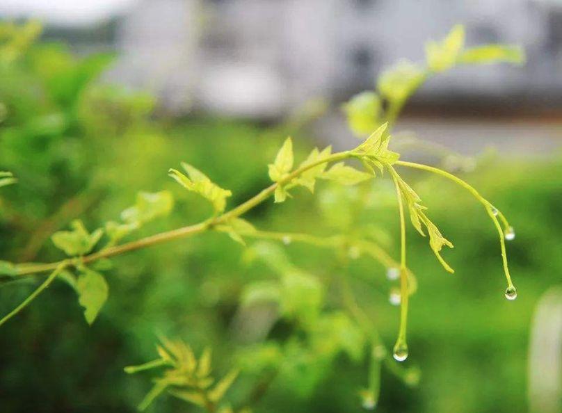 富硒藤茶的泡法