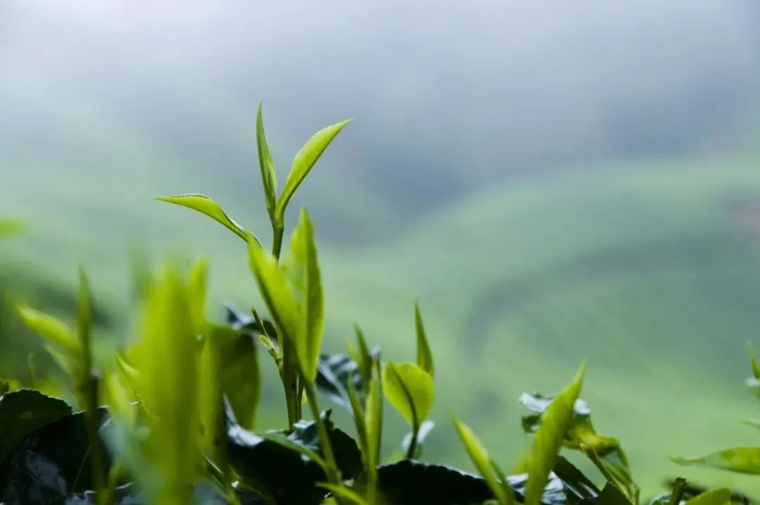 四川广元富硒茶