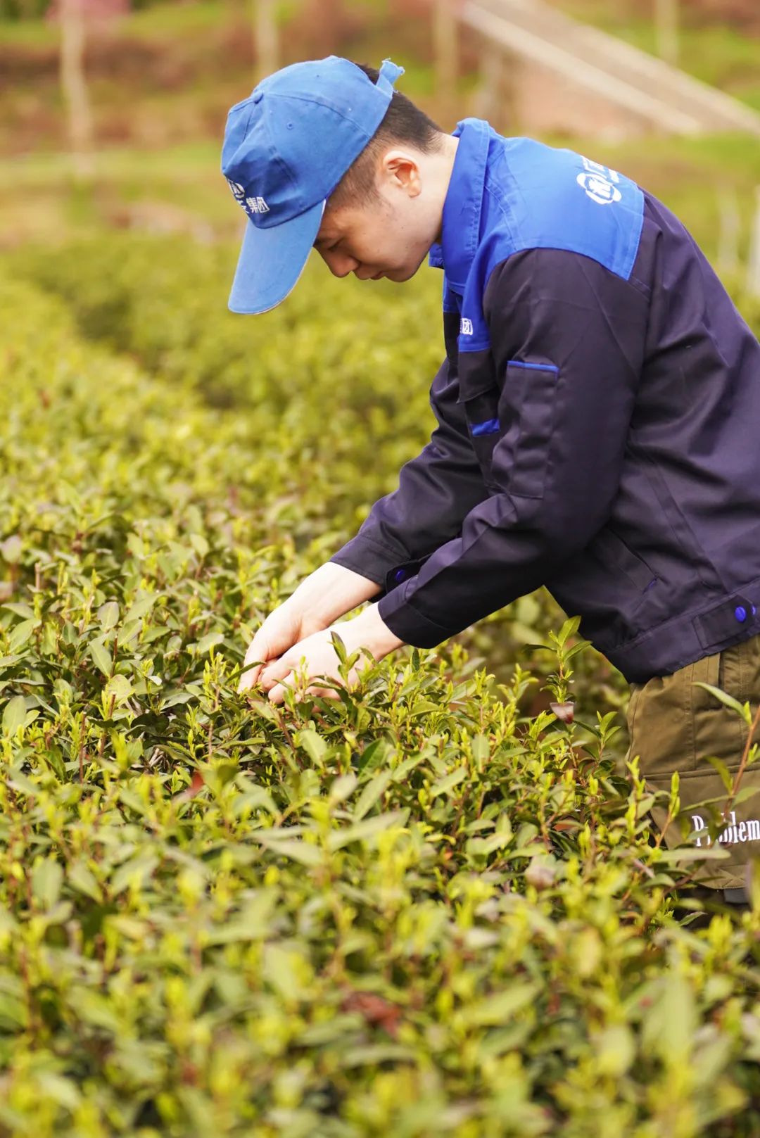 四川广元富硒茶