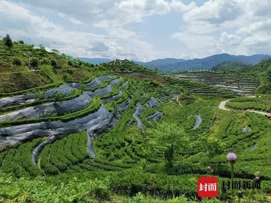 万源富硒茶亩产