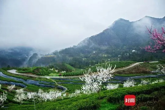 万源富硒茶亩产