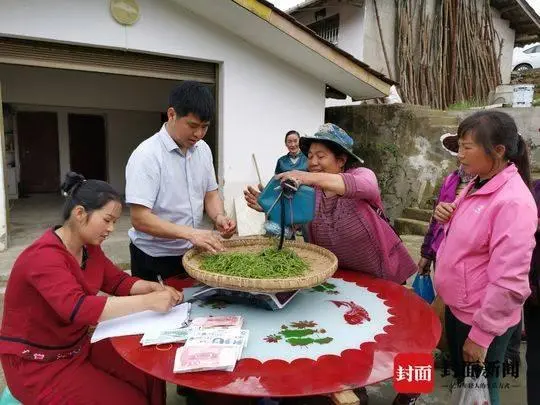 万源富硒茶亩产