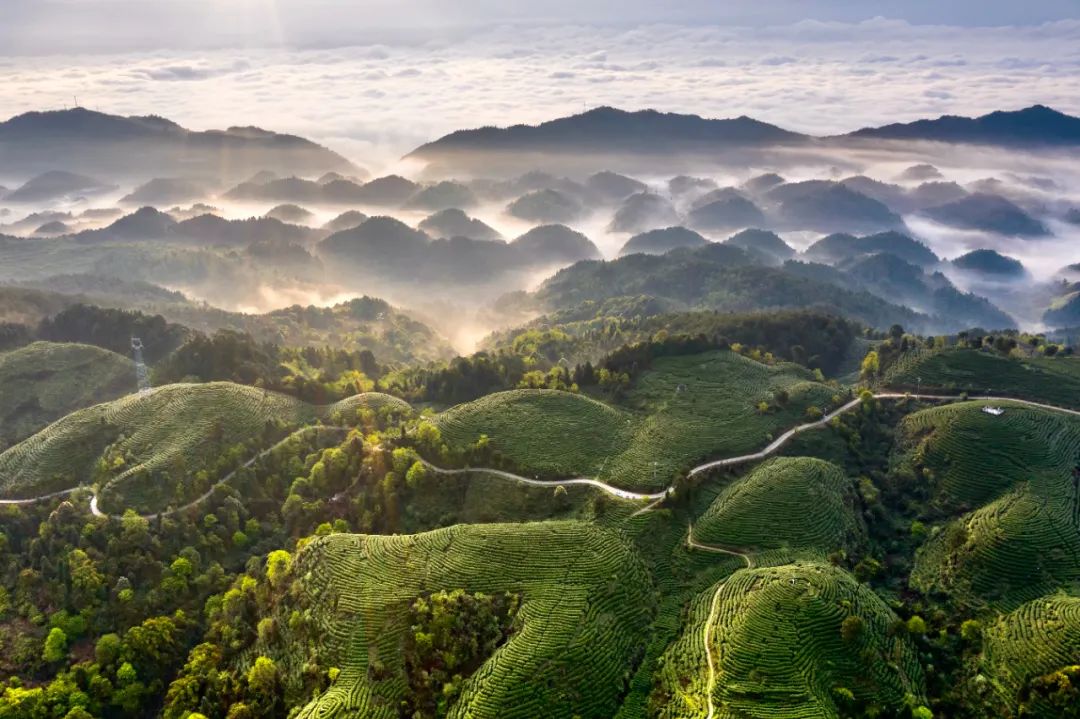 四川达州富硒茶