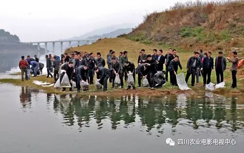 四川广元富硒茶